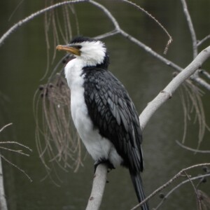 water bird