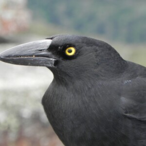 Black bird - Pied Currawong
