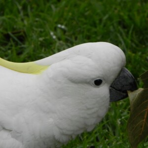 Sulphur crested Cockatoo - Cacatua galerita