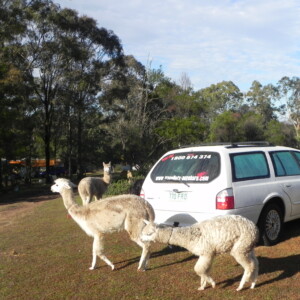Alpakas around the car
