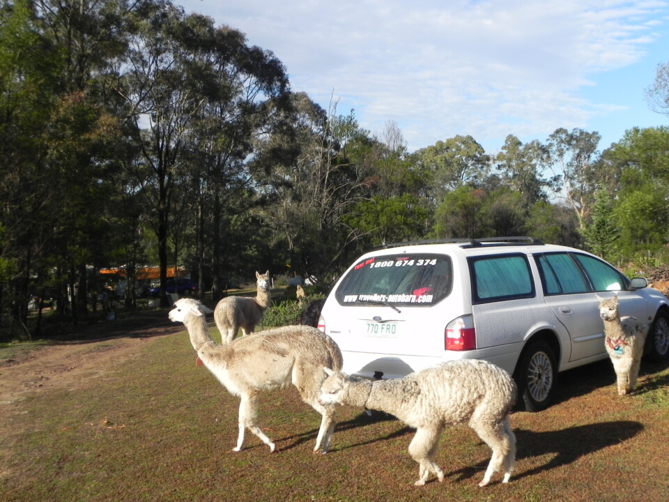 Alpakas around the car