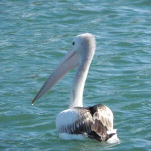 Bird Pelican