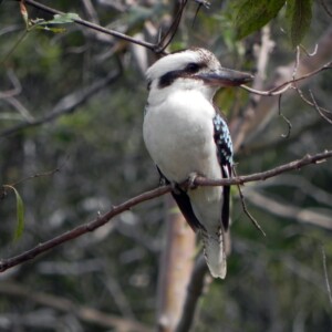 Laughing Kookaburra Kingfisher bird