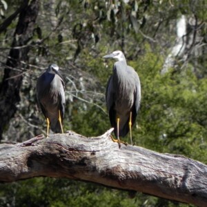 White-faced Heron