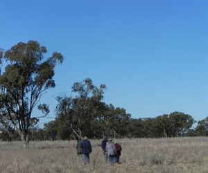 Glenfield farm open tree pasture