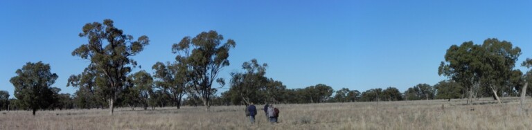 Dubbo Field trip Bird watching