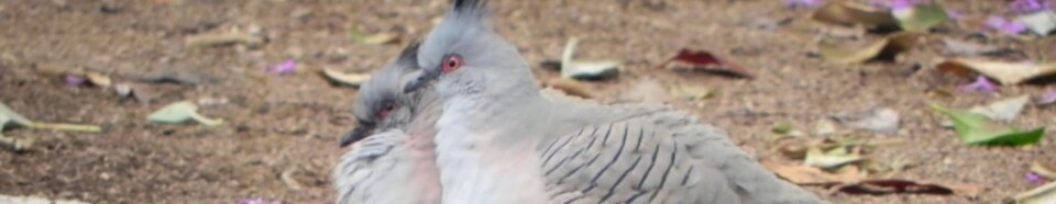 Cropped pigeon couple birds