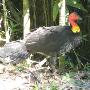 The Australian Brush-turkey - Alectura lathami