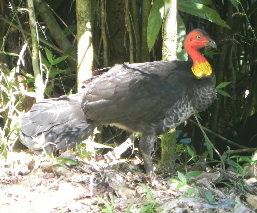 The Australian Brush-turkey - Alectura lathami