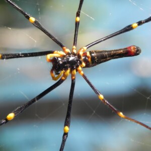 Golden Orb Spider