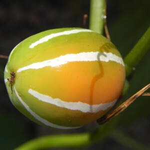 Rainforest climber vine