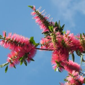 Red Eucalyptus flowers