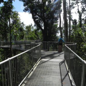 Mamu canopy walk way