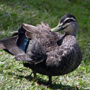 Pacific Black Duck - Anas superciliosa