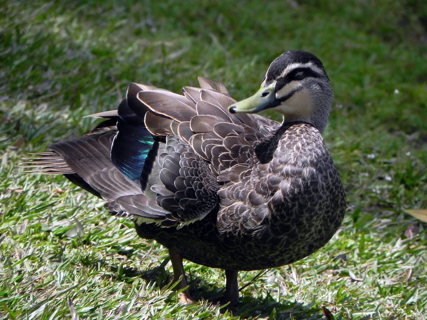 Pacific Black Duck - Anas superciliosa
