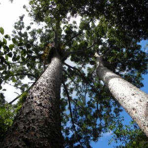 Two Hope Pine trees