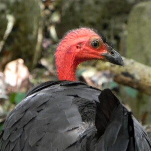 Face Bush Turkey