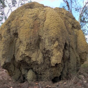 termite mound