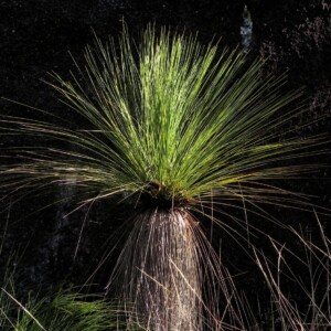 Grass Tree