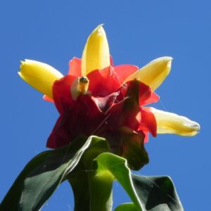 Costus Barbatus red yellow flower