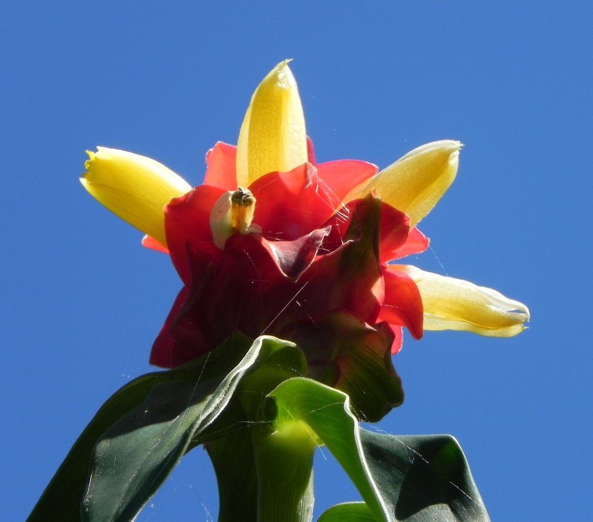 Costus Barbatus red yellow flower