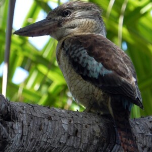 Blue-winged Kookaburra - Dacelo leachii