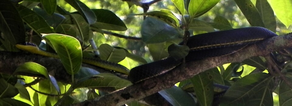Tree snake yellow belly