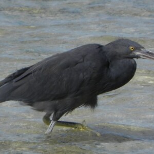 Grey bird wading in the coral sea