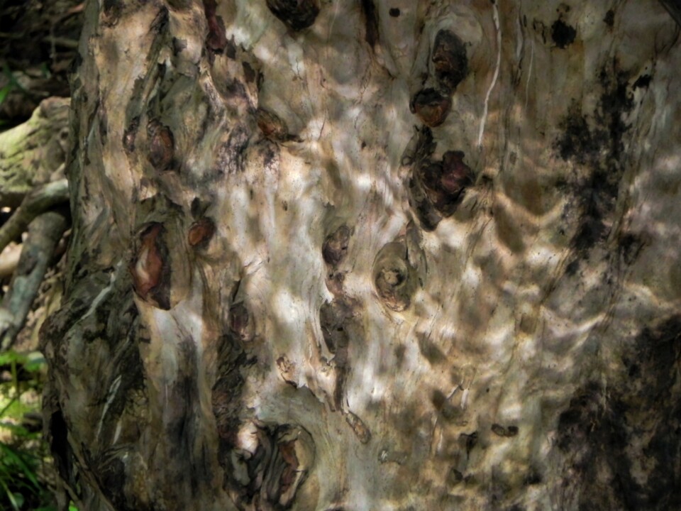 White gum with water reflexions