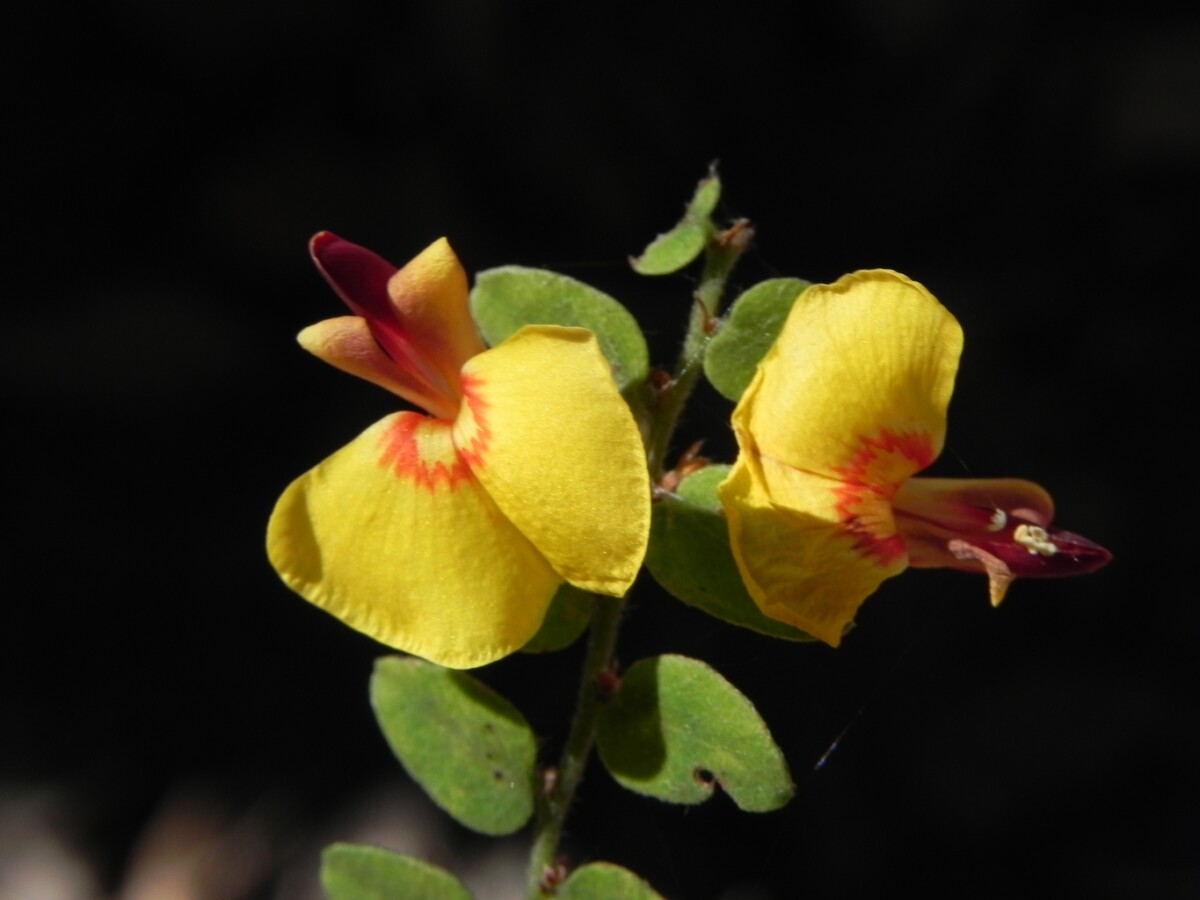 Yellow red orange flower