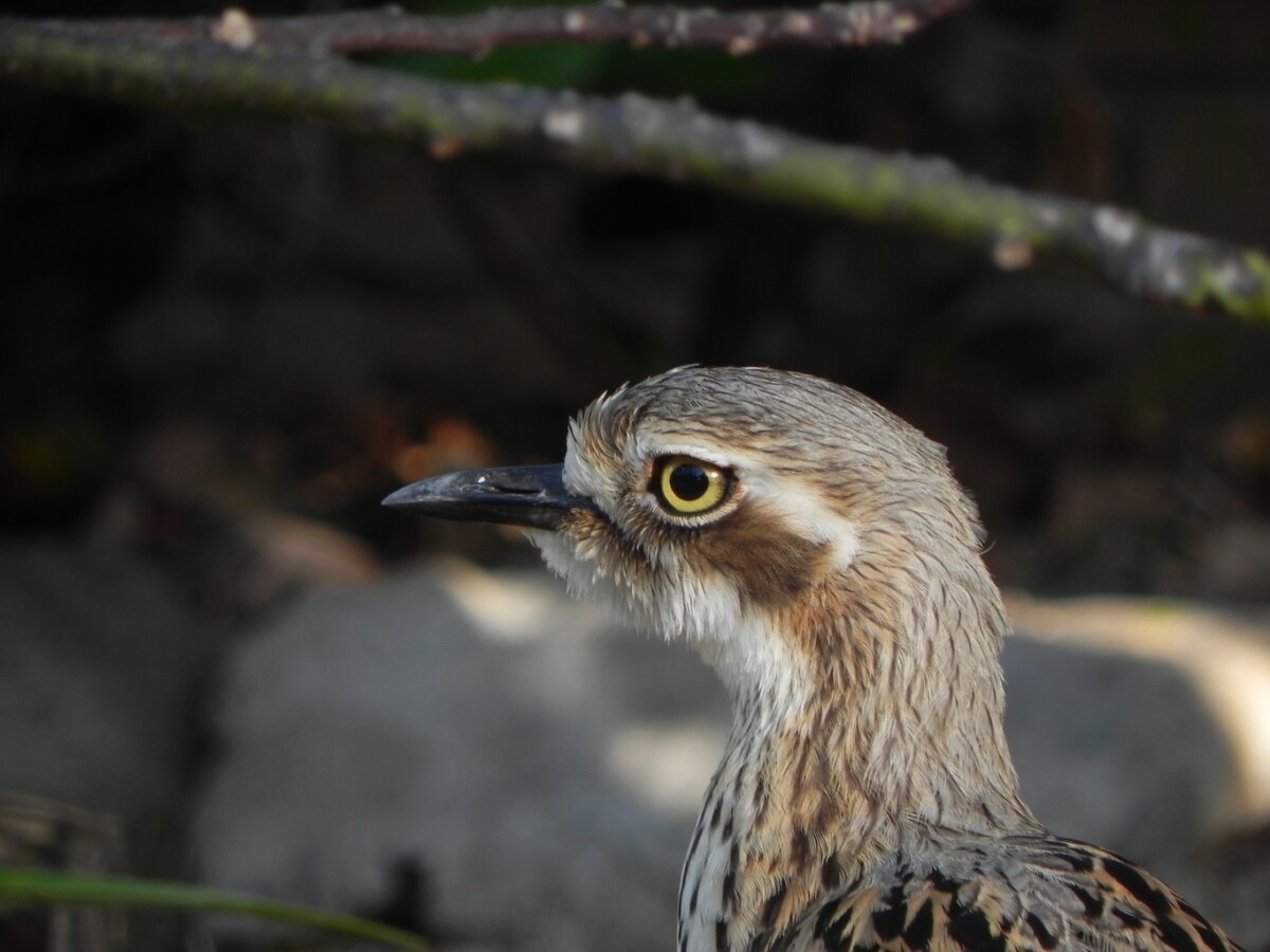 Bush Stone-curlew Burhinus grallarius