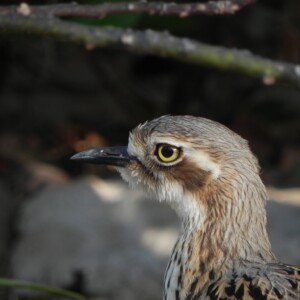 Bush Stone-curlew Burhinus grallarius
