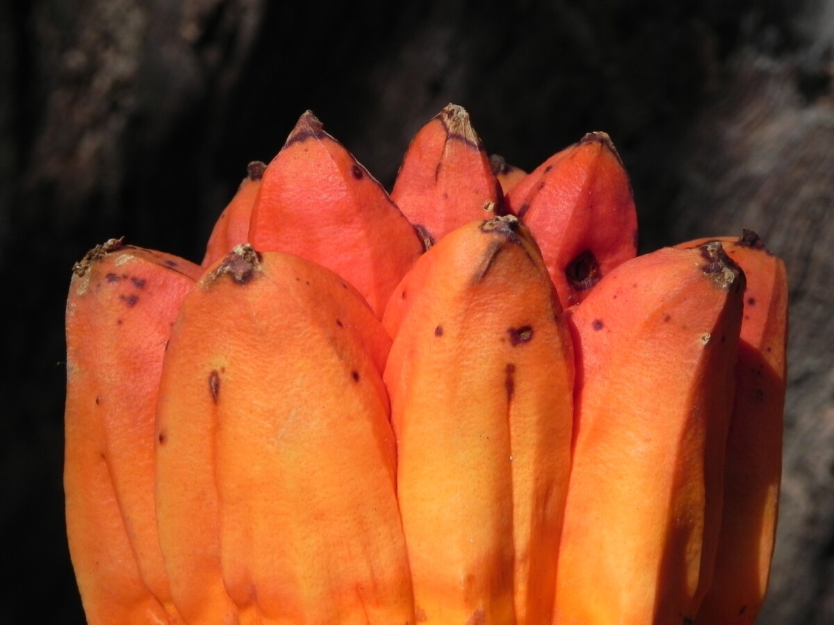 Orange fruit of Pandanus spiralis