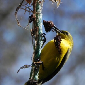 Female Yellow-Bellied Sunbird - Nectarinia jugularis