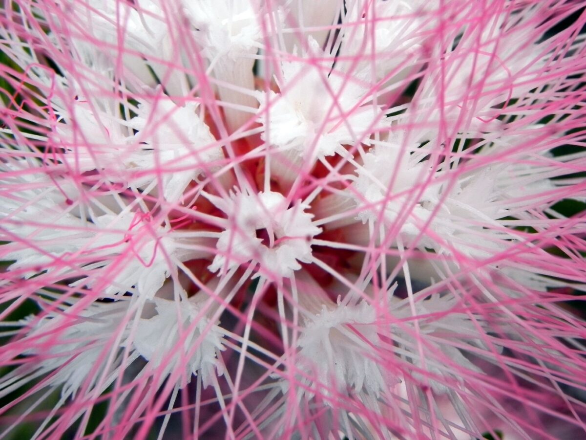 Bush with a white star shaped pink flower