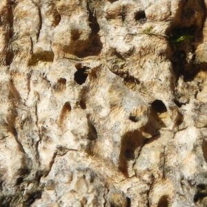 Palm tree bark perforated