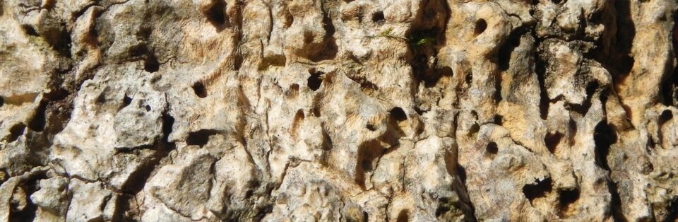 Palm tree bark perforated