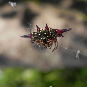 Spiny Orb Weaver Gasteracantha vittata