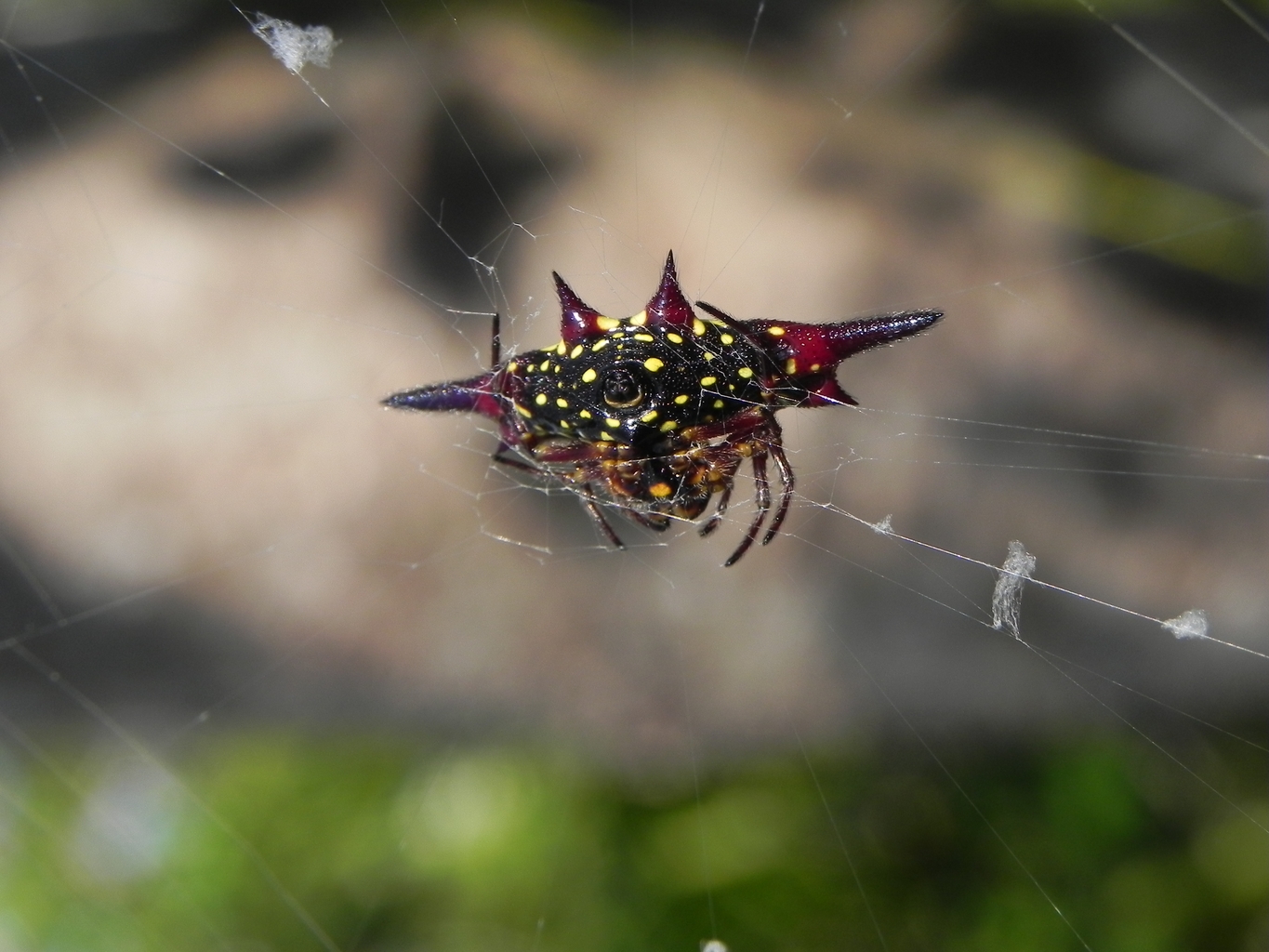 Spiny Orb Weaver Gasteracantha vittata