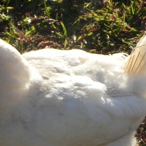 White domestic chicken