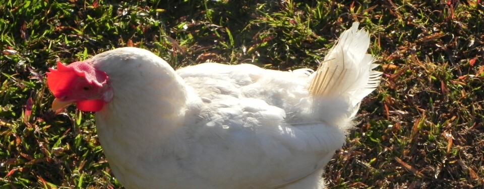 White domestic chicken