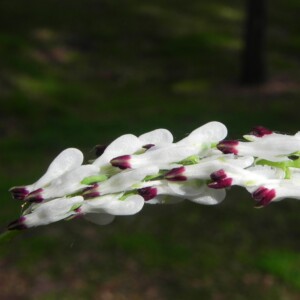 Heather withe flower