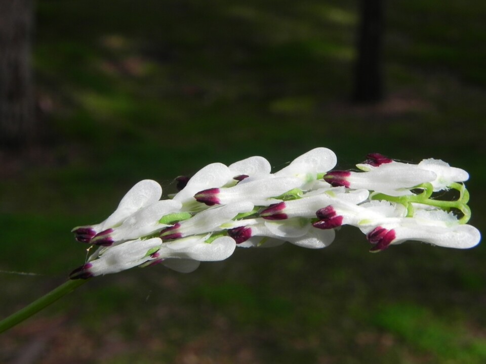 Heather withe flower