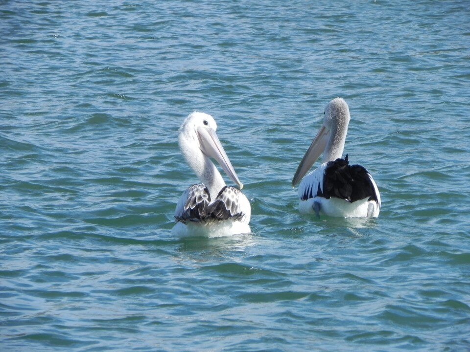 Two pelicans floating on blue sea water