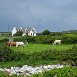 The Barren walk last sun on cows and a house