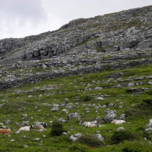 The Barren