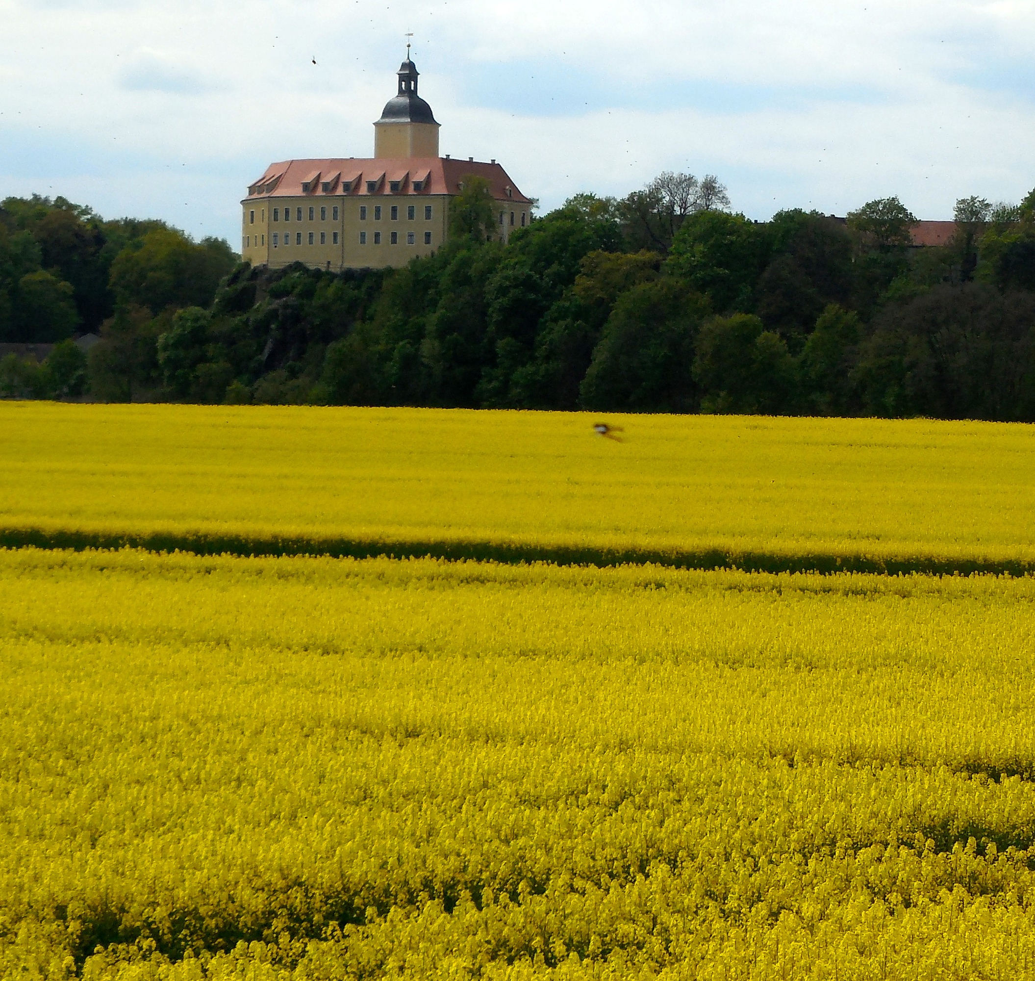 Schloss hinter gelb blühendem Rapsfeld