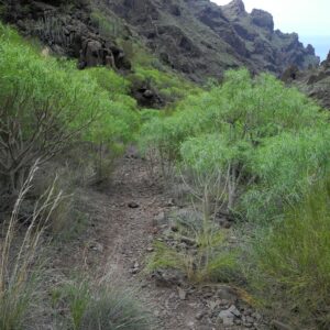 Der Weg gesäumt von grünen Sträuchern im Barranco Seco