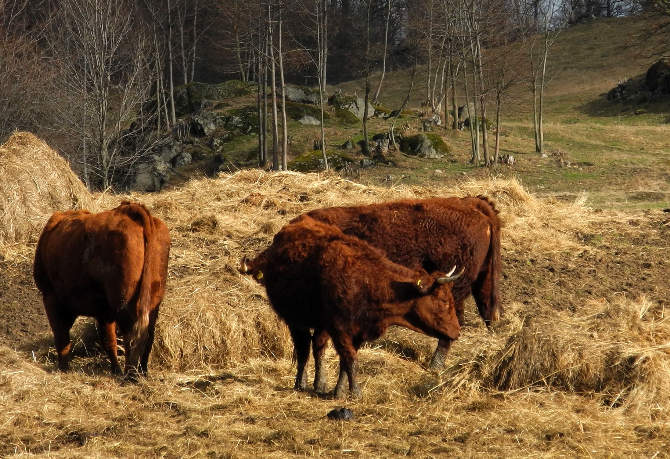 2016 02 Tschechien Rokytnice Urlaub