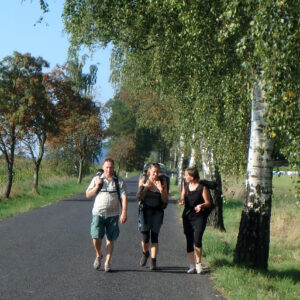Wir auf einem Wegabschnitt auf einer Teerstraße mit Birken gesäumt